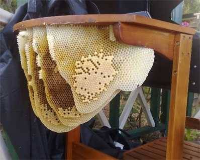 bees nest under a grill that hasn't been used in awhile