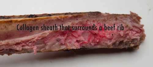 bone sheath collagen bone sheath that surrounds beef rib