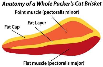 brisket anatomy brisket anatomy