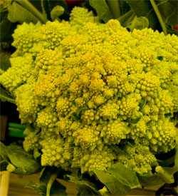 broccolo romanesco broccolo romanesco