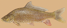 carp carp