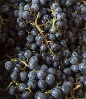 Concord Grapes Concord Grapes