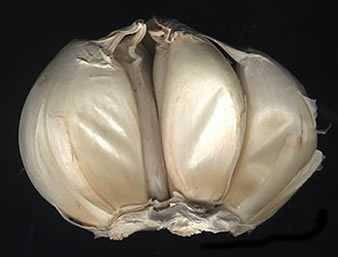 garlic cloves garlic cloves