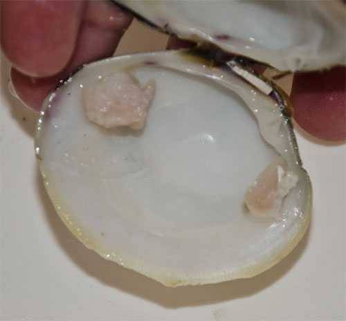 abductor muscle inside the clam shell abductor muscle inside the clam shell