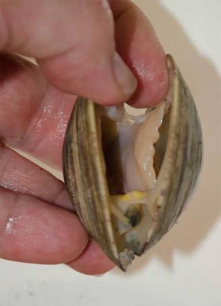 interior view of a clam interior view of a clam