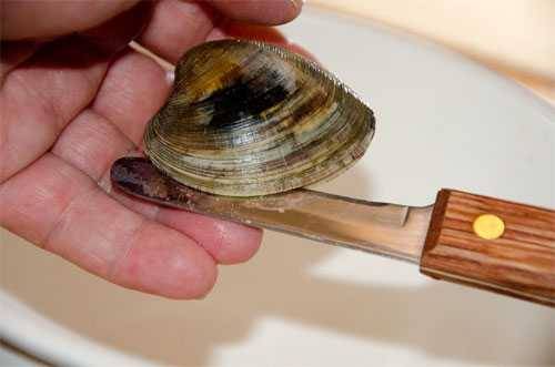 proper method for shucking a clam proper method for shucking a clam