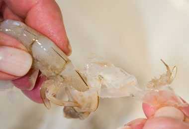 peeling shrimp peeling shrimp