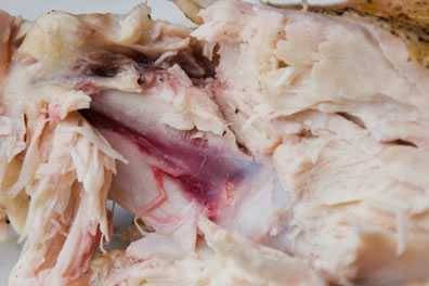 red/purple bone marrow in chicken red/purple bone marrow in chicken
