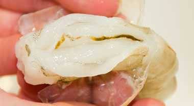 shrimp vein shrimp vein
