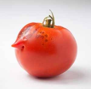ripe tomato ripe tomato