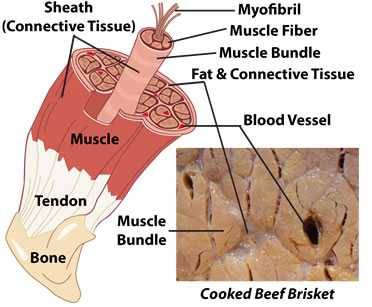 anatomy of a muscle anatomy of a muscle
