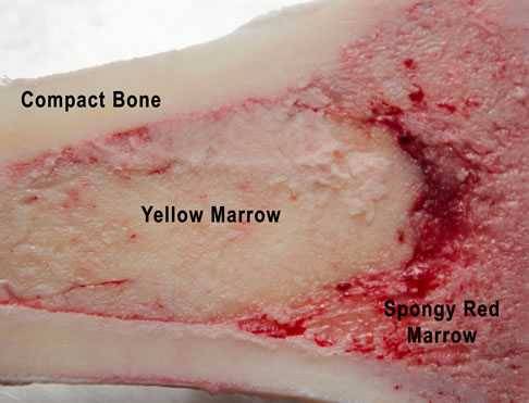 the anatomy of bone marrow
