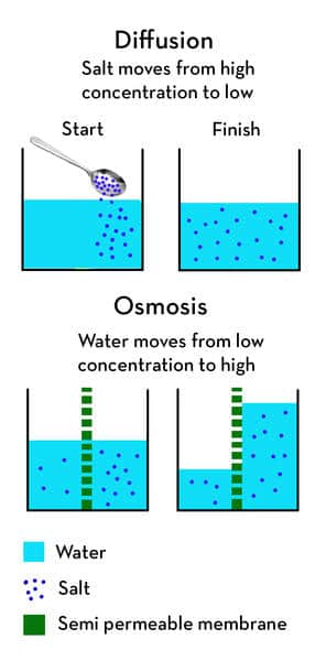 diffusion vs osmosis